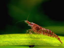 Cherry Shrimp