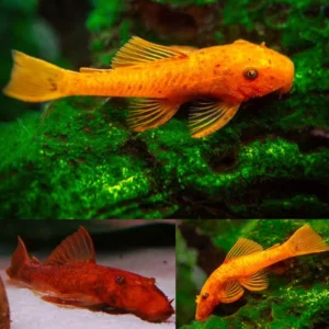 Super Red Bristlenose Pleco 3 to 4cm