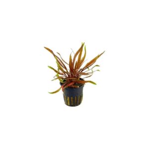 Crypts Spiralis Tiger Red