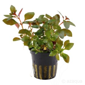 Ludwigia Repens