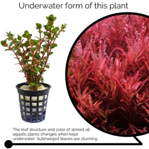 Rotala Rotundifolia Blood Red