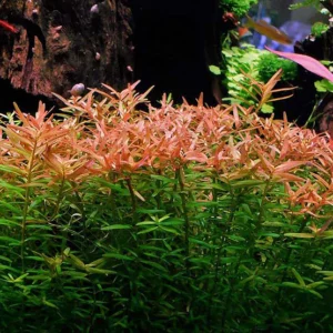 Rotala Rotundifolia Ceylon