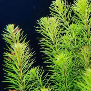 Rotala Mexicana
