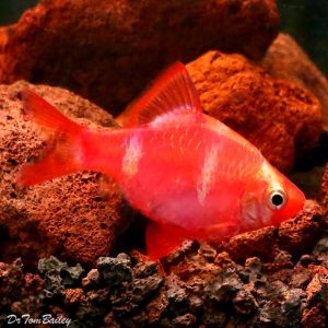 Red GMO Tiger Barb