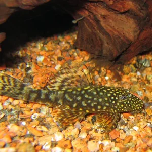 Common BN Pleco Pair 10cm