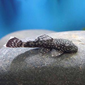 Brown Ancistrus-Common Bristlenose Pleco