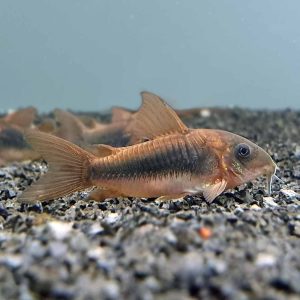Bronze Cory