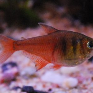 Flame Tetra