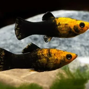 Trio Gold Dust Mollies