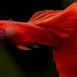 Red Moscow Guppy (Male)