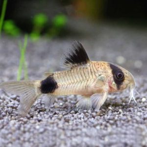 Panda Corydoras