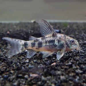 Pepper Corydoras
