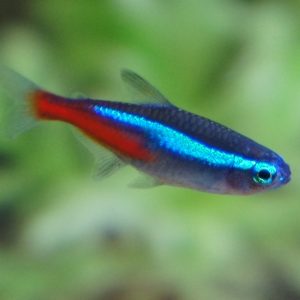 Neon Tetra