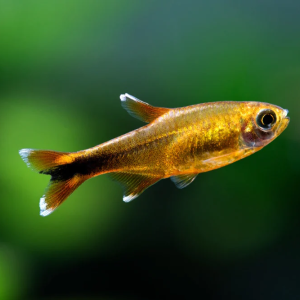 Silver Tip Tetra