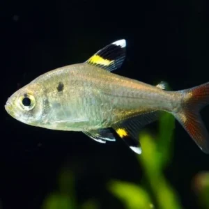 Pristella Terta