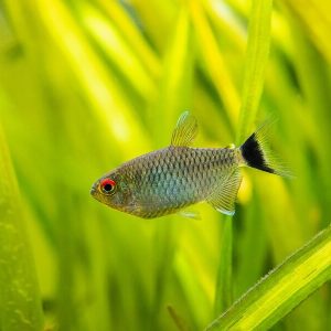 Red Eye Tetra