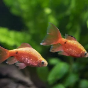 Rosy Barbs